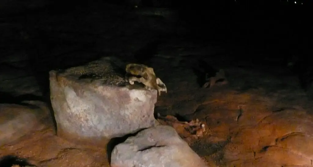 1920x1024-caverne-pont-d-arc-grotte-5