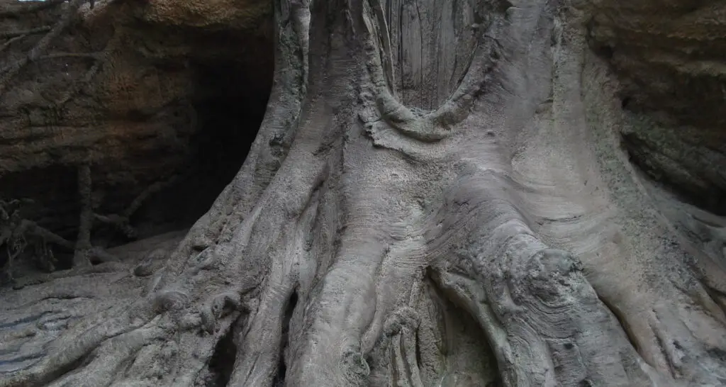 1920x1024-serre-crocodile-de-civaux-phase2-15