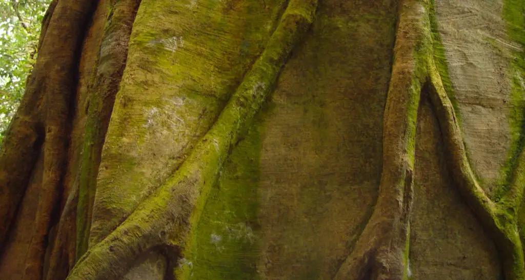 1920x1024-serre-tropicale-canada-18