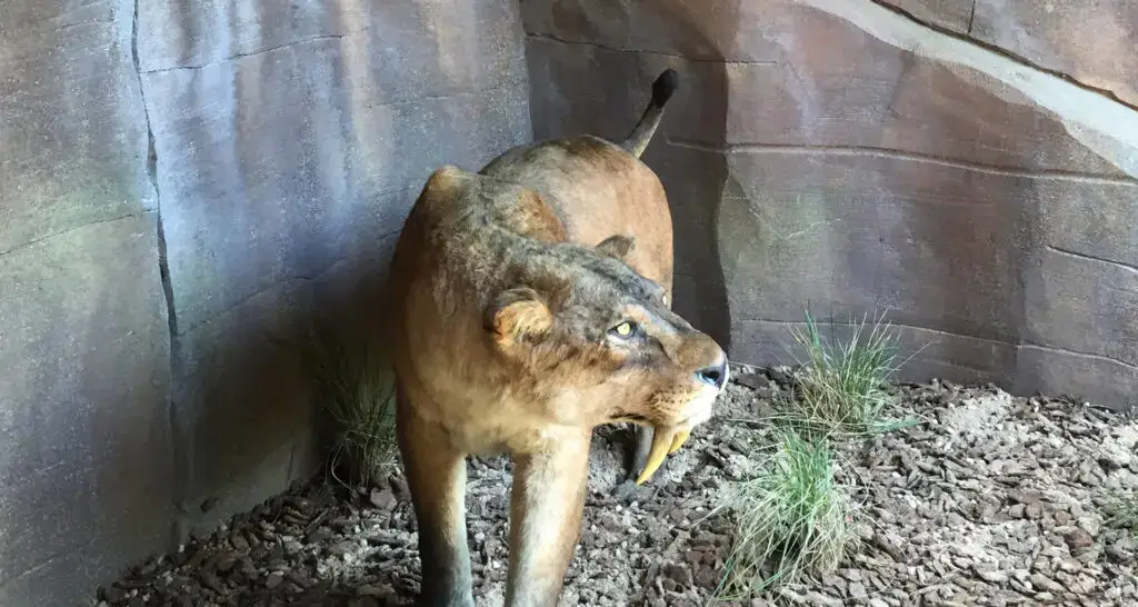 1920x1024-tigerworld-inauguration-11